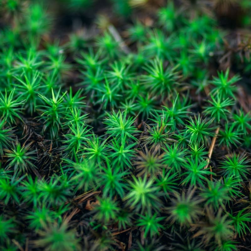 Haircap Moss For Sale