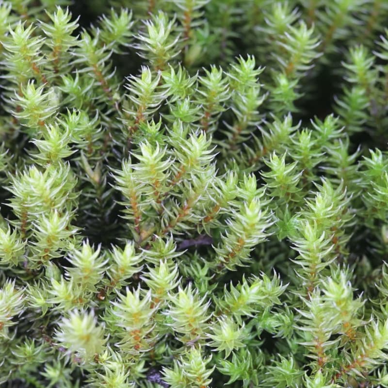 Hedwigia Ciliate Moss