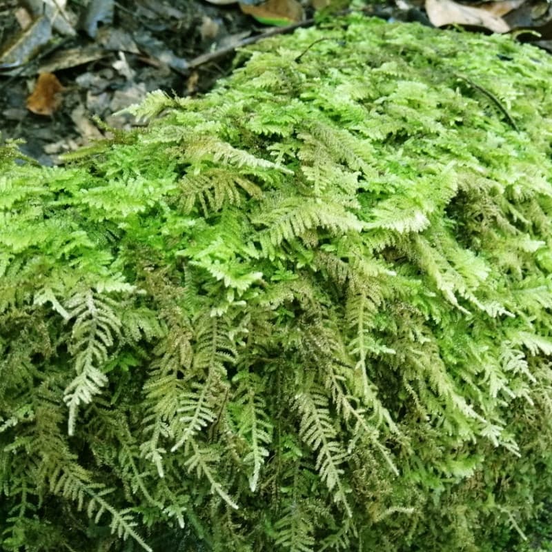 Thuidium Moss