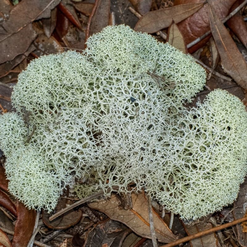 Reindeer Moss