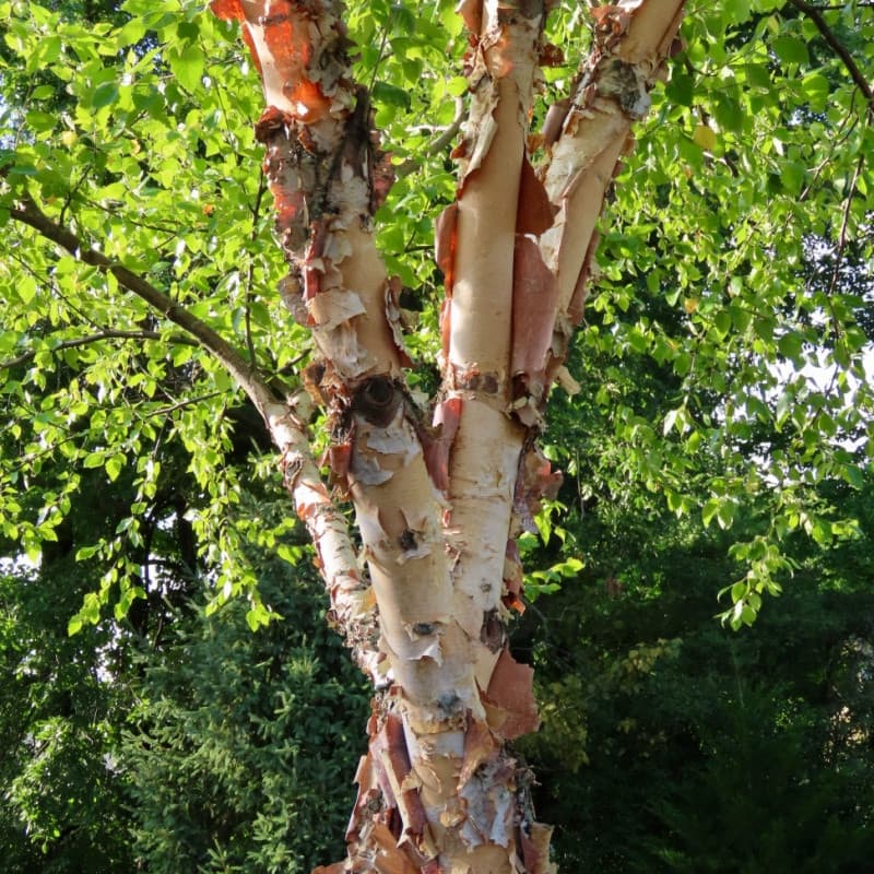 River Birch Live Stakes
