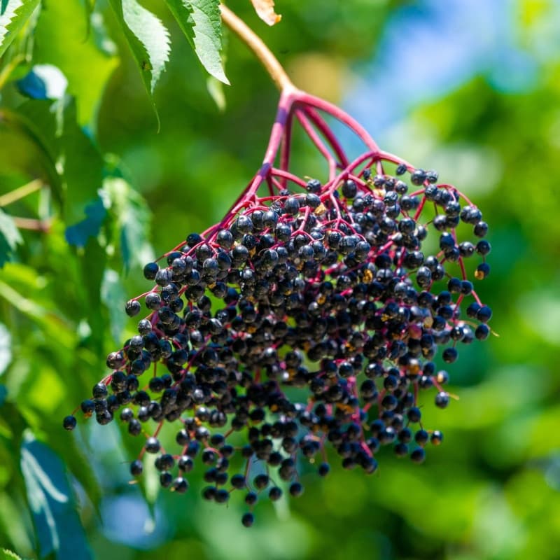 Elderberry Live Stakes