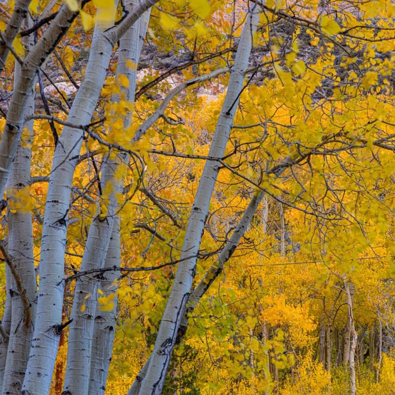 Quaking Aspen Live Stakes