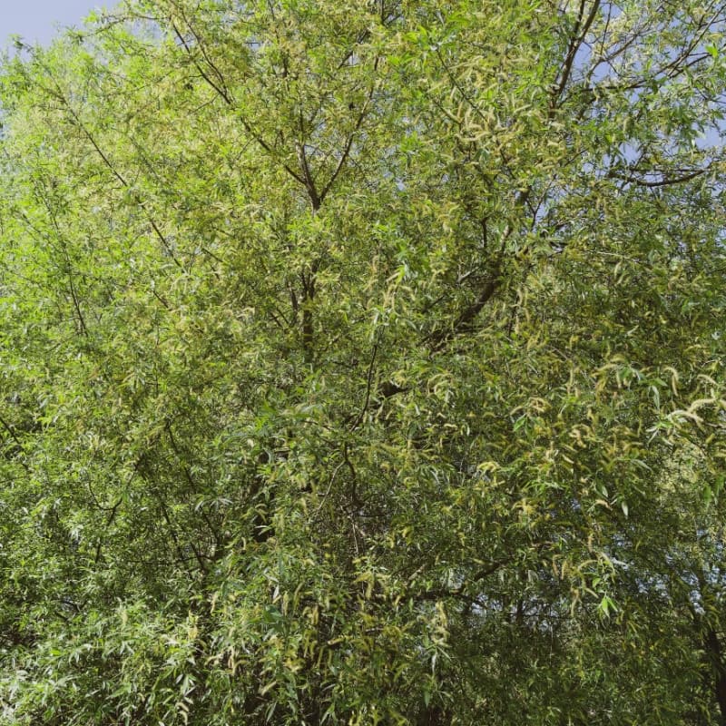 Silky Willow Live Stakes