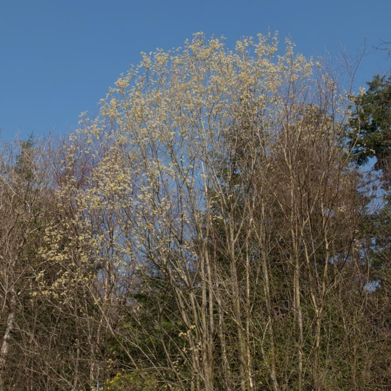 Pussy Willow Live Stakes