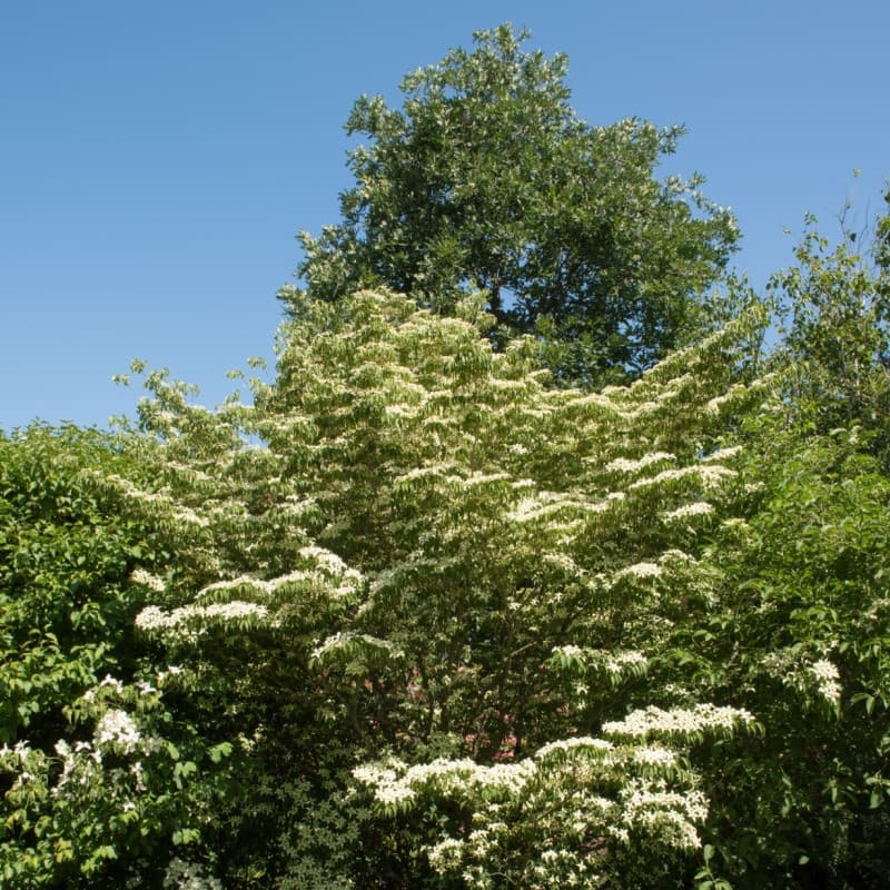 Silky Dogwood Live Stakes