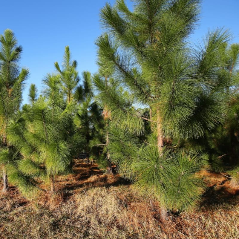 Loblolly Pine Seedlings