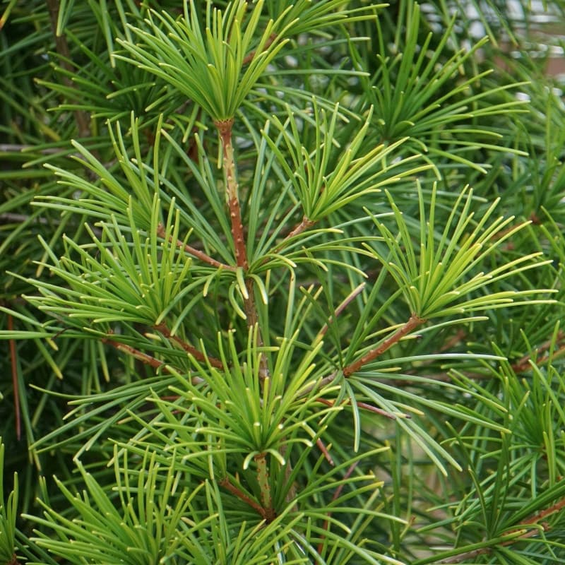 Virginia Pine Seedlings