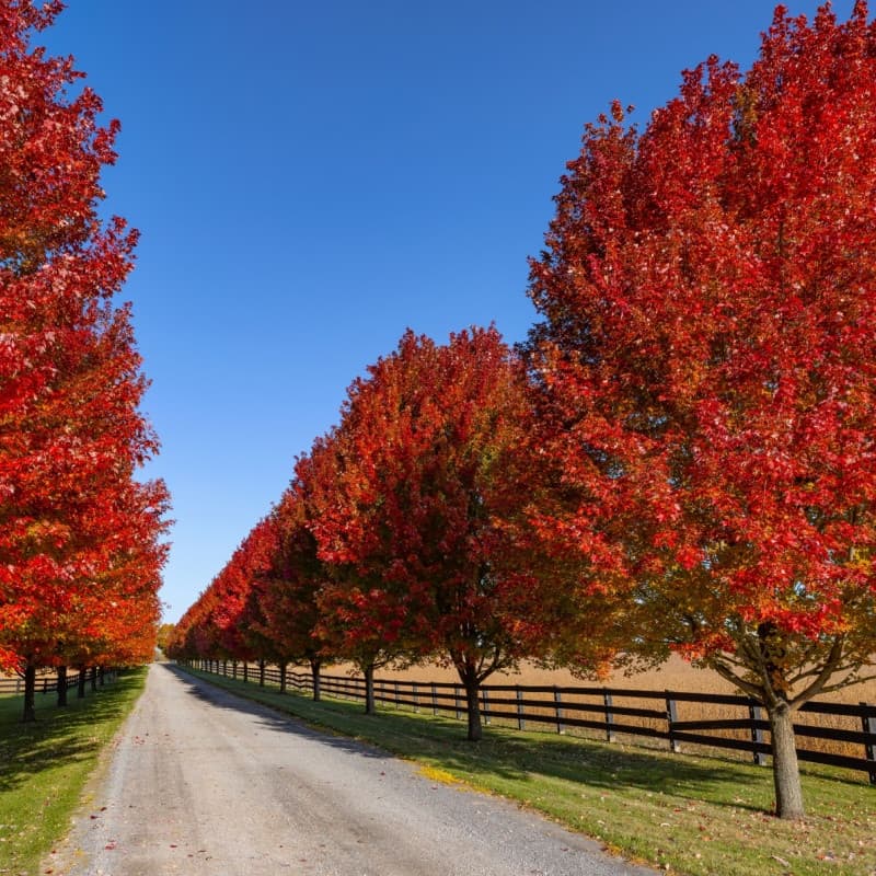 Red Maple Tree Seedlings
