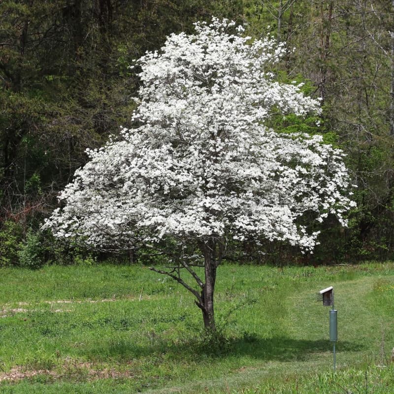 White Dogwood Seedlings