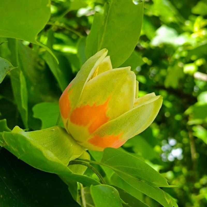 Tulip Poplar Seedlings