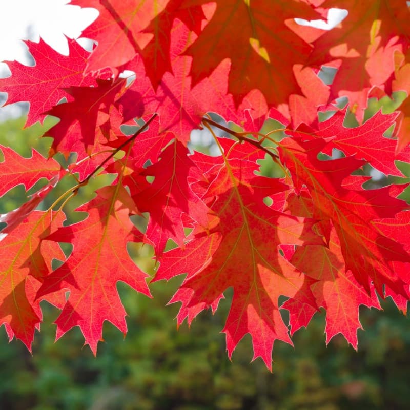 Northern Red Oak Seedlings