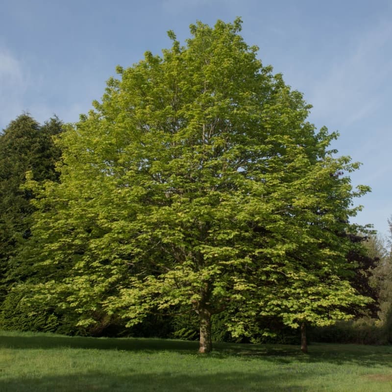 Sycamore Seedlings