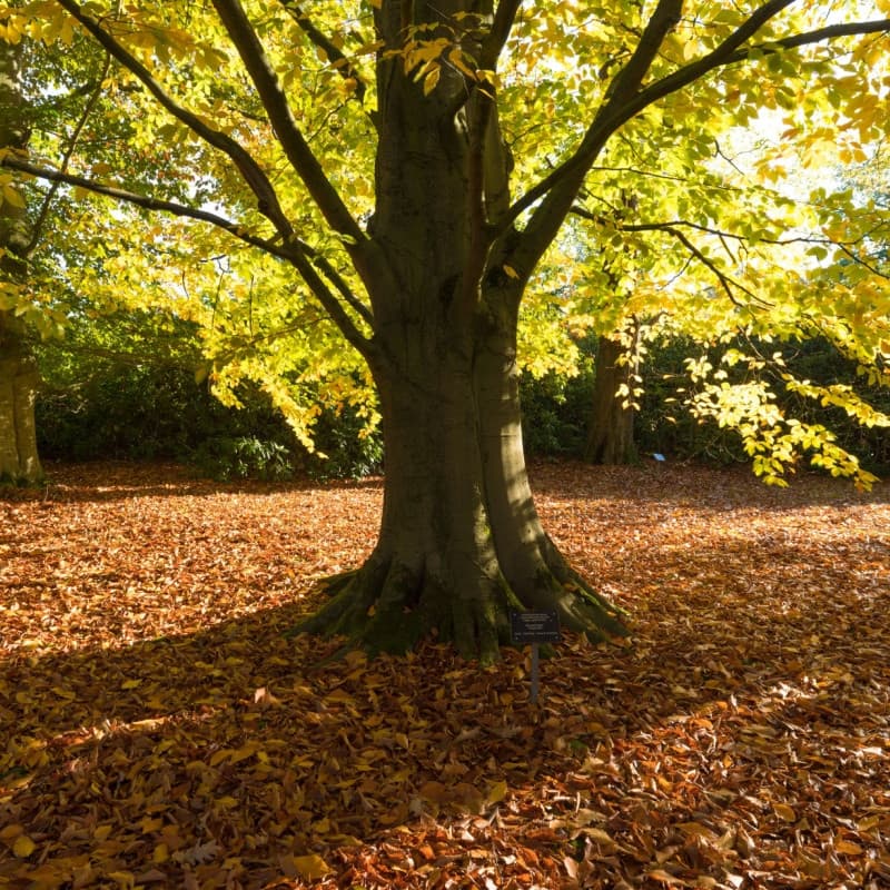American Beech Seedlings