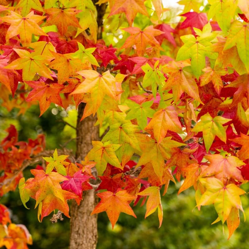 Sweet Gum Seedlings
