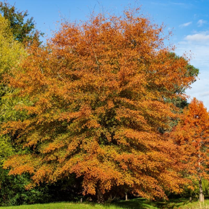 Willow Oak Seedlings