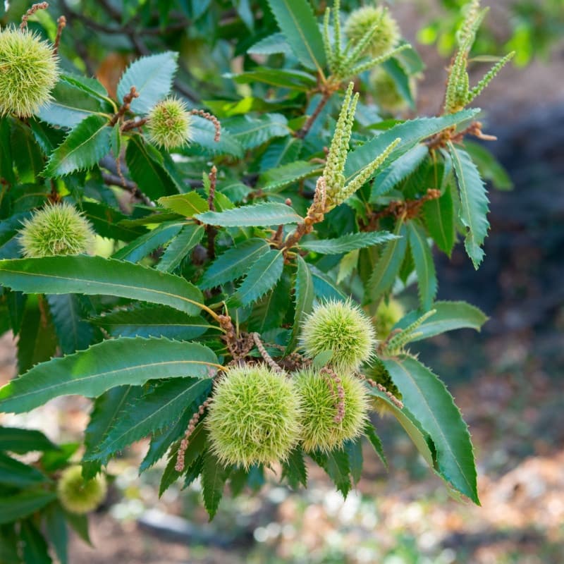 Chinese Chestnut Seedlings
