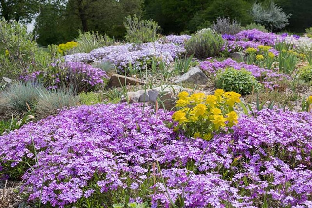 Using Ground Cover Plants for Erosion Control