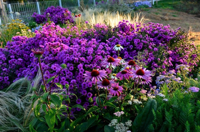 Long-Blooming Perennials in Tennessee Gardens