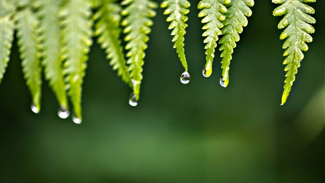 How to Create a Lush Fern Garden in Your Yard