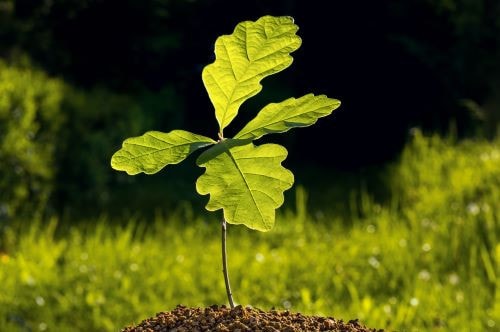 How to Plant and Care for Young Landscape Trees