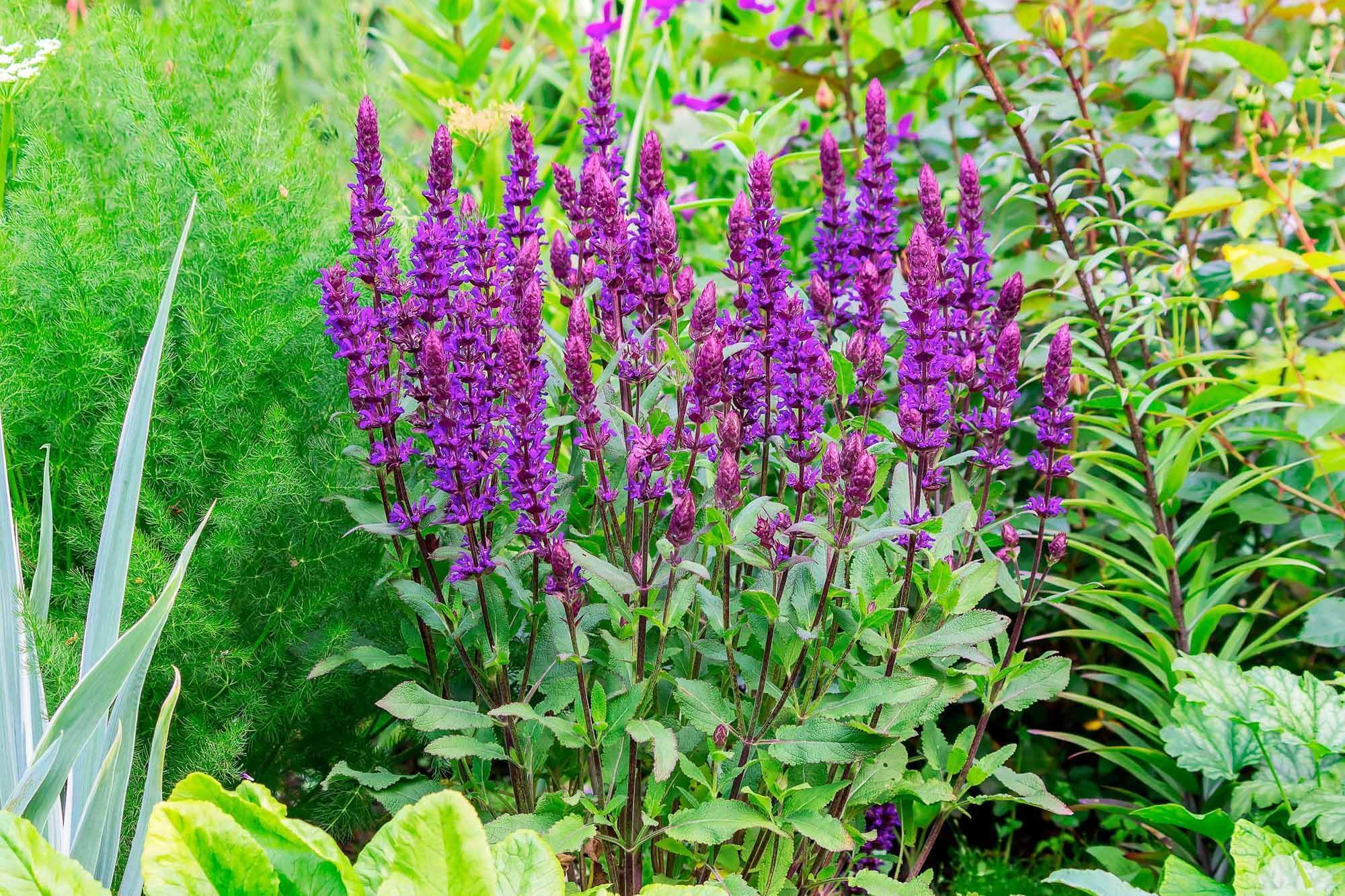 Perennials