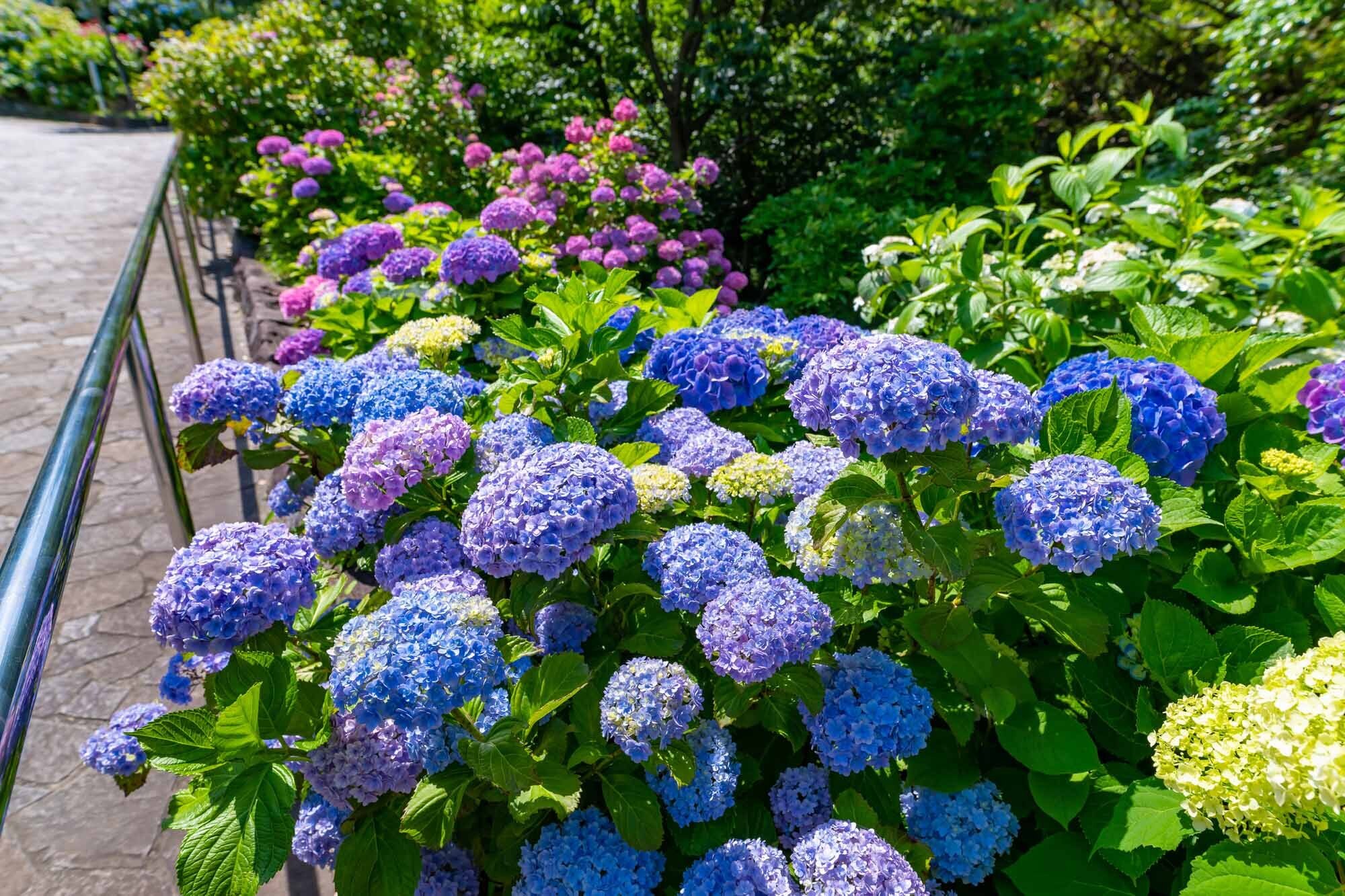 Shrubs